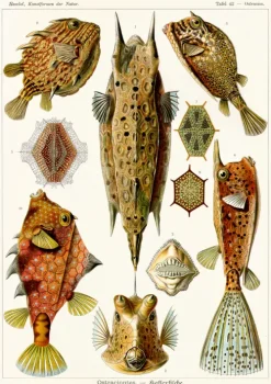 20 000 Meilen unter den Meeren*Coppenrath New