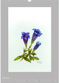 Calvendo Wandkalender*Alpenblumen Aquarelle aus Tirol (Wandkalender 2026 DIN A3 hoch), Monatskalender