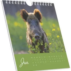 Alpha Edition - Geheimnisvolles Waldleben 2026 - Postkartenkalender 16×17 cm mit 53 Naturmotiven, FSC-zertifiziert, als Tisch- & Wandkalender nutzbar, perforierte Karten zum Verschicken & Sammeln*teNeues Calendars & Stationery GmbH & Co. KG