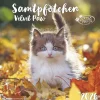 teNeues Calendars & Stationery GmbH & Co. KG Posterkalender-Alpha Edition - Samtpfötchen Kalender 2026 - Wandkalender & Bildkalender 30x30 cm (30x60 cm geöffnet) mit süßen Katzenmotiven, inkl. Poster, für Katzenliebhaber & Tierfreunde