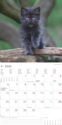 teNeues Calendars & Stationery GmbH & Co. KG Posterkalender-Alpha Edition - Samtpfötchen Kalender 2026 - Wandkalender & Bildkalender 30x30 cm (30x60 cm geöffnet) mit süßen Katzenmotiven, inkl. Poster, für Katzenliebhaber & Tierfreunde