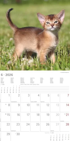 teNeues Calendars & Stationery GmbH & Co. KG Posterkalender-Alpha Edition - Samtpfötchen Kalender 2026 - Wandkalender & Bildkalender 30x30 cm (30x60 cm geöffnet) mit süßen Katzenmotiven, inkl. Poster, für Katzenliebhaber & Tierfreunde