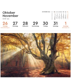 Alte Bäume - KUNTH Postkartenkalender 2026*Kunth Kalender Discount