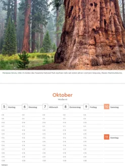 Kunth Kalender Wochenkalender*Alte Bäume - KUNTH Tischkalender 2026