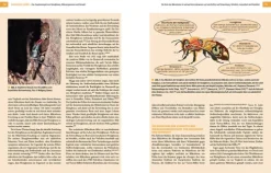 Haupt Verlag AG Umweltwissenschaft*Bienenbau und Bienenbeute