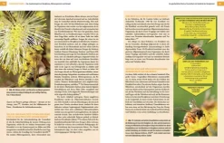 Haupt Verlag AG Umweltwissenschaft*Bienenbau und Bienenbeute