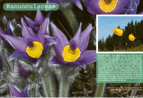 Haupt Verlag AG Biologie-Botanische Grundkenntnisse auf einen Blick