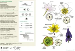 Haupt Verlag AG Biologie-Botanische Grundkenntnisse auf einen Blick