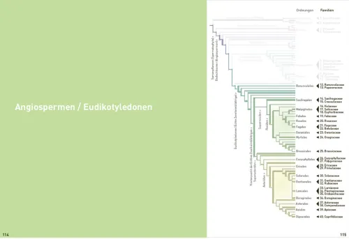Haupt Verlag AG Biologie-Botanische Grundkenntnisse auf einen Blick