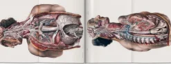 Taschen GmbH Künstler:Innen Im Fokus*Bourgery. Atlas of Human Anatomy and Surgery