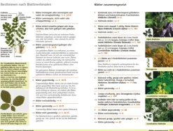 Haupt Verlag AG Biologie-Bäume bestimmen - Knospen, Blüten, Blätter, Früchte