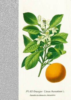 Coppenrath Verlag Notizbücher & -Blöcke-Coppenrath - Sammlung Augustina - Notizhefte DIN A6, sort.