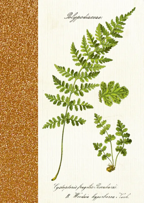 Coppenrath Verlag Notizbücher & -Blöcke-Coppenrath - Sammlung Augustina - Notizhefte DIN A6, sort.