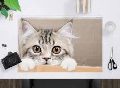 Cover-your-desk Schreibtischunterlagen-Schreibtischunterlage für Kinder und Erwachsene Maine Coon Kätzchen, aus hochwertigem Vinyl , 60 x 40 cm