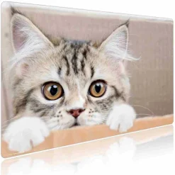 Cover-your-desk Schreibtischunterlagen-Schreibtischunterlage für Kinder und Erwachsene Maine Coon Kätzchen, aus hochwertigem Vinyl , 60 x 40 cm