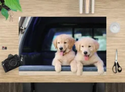 Cover-your-desk Schreibtischunterlagen*Schreibtischunterlage für Kinder und Erwachsene Golden Retriever Welpen, aus hochwertigem Vinyl , 60 x 40 cm