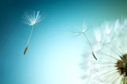 Cover-your-desk Schreibtischunterlagen*Schreibtischunterlage für Kinder und Erwachsene Pusteblume, aus hochwertigem Vinyl , 60 x 40 cm