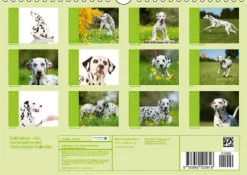 Calvendo Immerwährender Kalender-Dalmatiner - Ein immerwährender Geburtstags-Kalender (Wandkalender immerwährend DIN A4 quer)