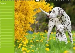 Calvendo Immerwährender Kalender-Dalmatiner - Ein immerwährender Geburtstags-Kalender (Wandkalender immerwährend DIN A4 quer)