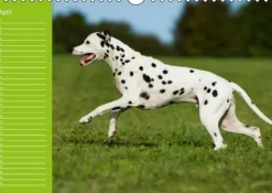 Calvendo Immerwährender Kalender-Dalmatiner - Ein immerwährender Geburtstags-Kalender (Wandkalender immerwährend DIN A4 quer)