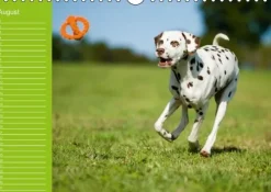 Calvendo Immerwährender Kalender-Dalmatiner - Ein immerwährender Geburtstags-Kalender (Wandkalender immerwährend DIN A4 quer)