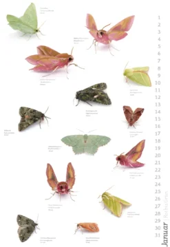 Das geheime Leben der Nachtfalter*Stadler Kalender Outlet