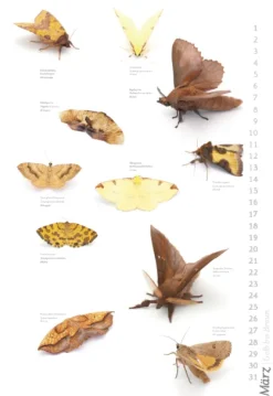 Das geheime Leben der Nachtfalter*Stadler Kalender Outlet