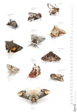 Das geheime Leben der Nachtfalter*Stadler Kalender Outlet