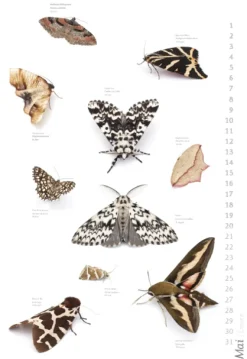 Das geheime Leben der Nachtfalter*Stadler Kalender Outlet