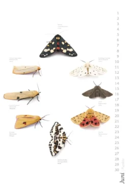 Das geheime Leben der Nachtfalter*Stadler Kalender Outlet