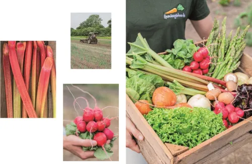 Dorling Kindersley Verlag Vollwertküche*Das Gemüsekisten-Kochbuch