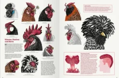 Kinder Gerstenberg Verlag 6-10 Jahre-Das große Buch der Hühner