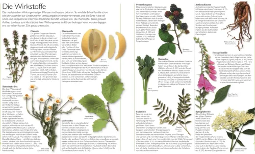 Dorling Kindersley Verlag Gesundheit-Das große Lexikon der Heilpflanzen