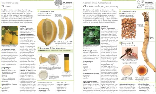 Dorling Kindersley Verlag Gesundheit-Das große Lexikon der Heilpflanzen