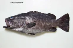 Der ganze Fisch: Rezepte von der Flosse bis zur Kieme*Prestel Verlag New