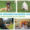 DuMont Buchverlag GmbH Nach Zielgruppen*Der herabschauende Hund