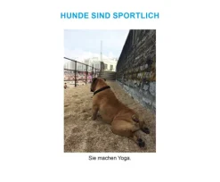 DuMont Buchverlag GmbH Nach Zielgruppen*Der herabschauende Hund