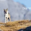 Haupt Verlag AG Biologie-Der Wolf