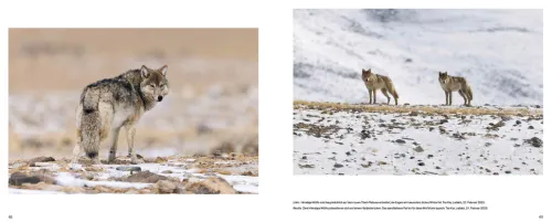 Haupt Verlag AG Biologie-Der Wolf