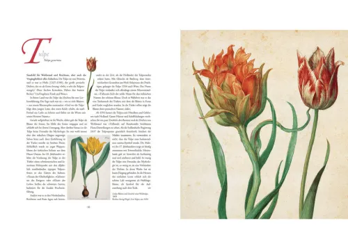 Die Sprache der Blumen. Pflanzen und ihre symbolische Bedeutung*Bassermann, Edition Outlet