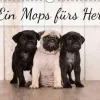 Ein Mops fürs Herz (Wandkalender immerwährend DIN A4 quer)*Calvendo New