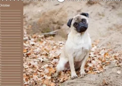 Ein Mops fürs Herz (Wandkalender immerwährend DIN A4 quer)*Calvendo New