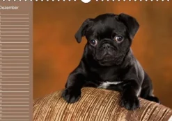 Ein Mops fürs Herz (Wandkalender immerwährend DIN A4 quer)*Calvendo New