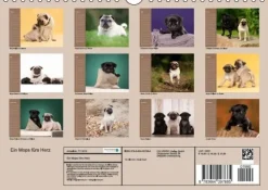 Ein Mops fürs Herz (Wandkalender immerwährend DIN A4 quer)*Calvendo New