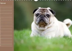 Ein Mops fürs Herz (Wandkalender immerwährend DIN A4 quer)*Calvendo New