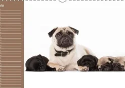 Ein Mops fürs Herz (Wandkalender immerwährend DIN A4 quer)*Calvendo New