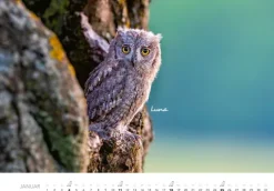 Heel Verlag GmbH Wandkalender*Eulen Kalender 2026
