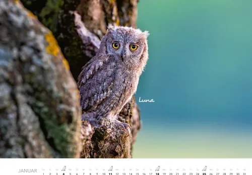 Heel Verlag GmbH Wandkalender*Eulen Kalender 2026