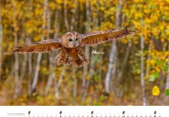 Heel Verlag GmbH Wandkalender*Eulen Kalender 2026