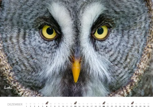 Heel Verlag GmbH Wandkalender*Eulen Kalender 2026